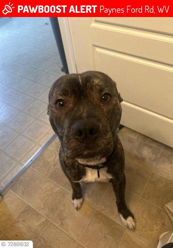 Lost Male Dog last seen Woods near airport, Paynes Ford Rd, WV 25405