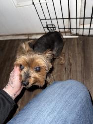 Reunited Unknown Dog last seen Near Parker Odessa tx, Odessa, TX 79761