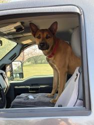 Lost Male Dog last seen Broadhead and youngblood, Waxahachie, TX 75165