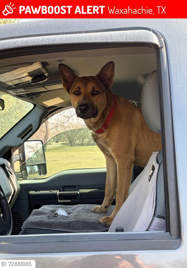 Lost Male Dog last seen Broadhead and youngblood, Waxahachie, TX 75165