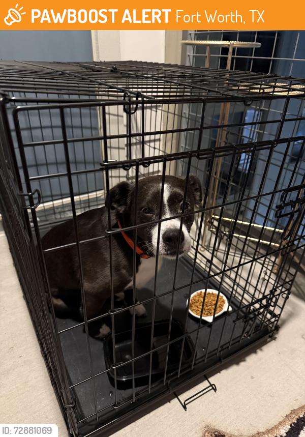 Found/Stray Male Dog last seen Walmart , Fort Worth, TX 76119