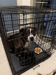 Found/Stray Male Dog last seen Walmart , Fort Worth, TX 76119