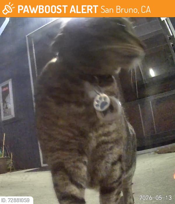 Found/Stray Unknown Cat last seen Cherry Ave and Sneath Lane, San Bruno, CA 94066