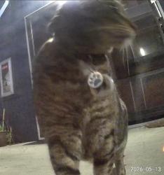 Found/Stray Unknown Cat last seen Cherry Ave and Sneath Lane, San Bruno, CA 94066