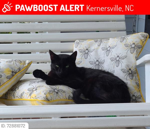 Lost Male Cat last seen Millcreek Development off Old Hollow Rd, Kernersville, NC 27284