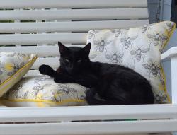Lost Male Cat last seen Millcreek Development off Old Hollow Rd, Kernersville, NC 27284