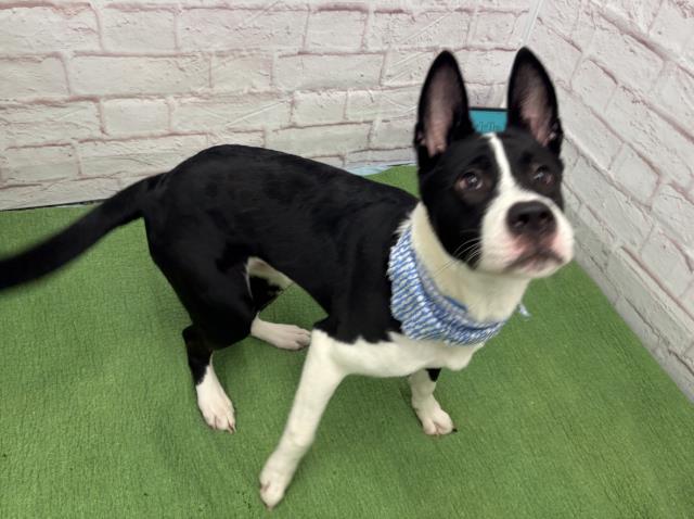 Shelter Stray Male Dog last seen Near BLOCK BROADSTREET AVE, DETROIT MI 48204, Detroit, MI 48211
