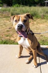 Shelter Stray Male Dog last seen CHARLOTTE, Charlotte, NC 28217