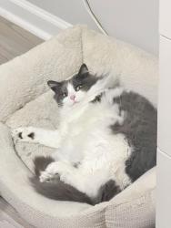 Reunited Female Cat last seen Near rockingham dr Covington GA 30014, Covington, GA 30014