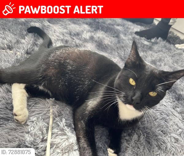 Lost Male Cat last seen Quenby Street, Leicester, England LE5 0FB