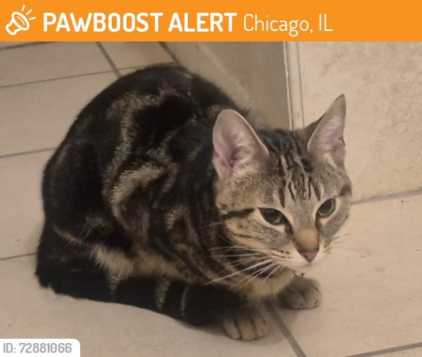 Found/Stray Female Cat last seen W Gladys Ave & S Lockwood Ave, Chicago, IL 60644