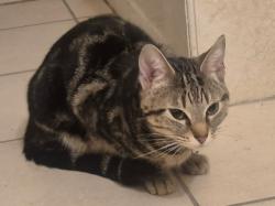Found/Stray Female Cat last seen W Gladys Ave & S Lockwood Ave, Chicago, IL 60644