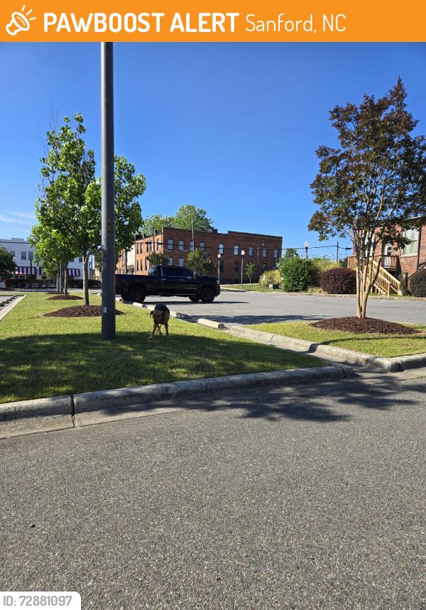 Found/Stray Unknown Dog last seen Hawkins ave, Sanford, NC 27330