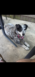 Lost Female Dog last seen Grace avenue, North Lebanon Township, PA 17046