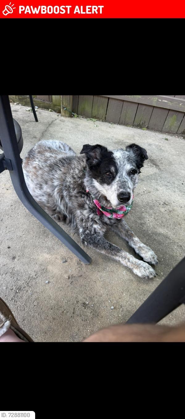 Lost Female Dog last seen Grace avenue, North Lebanon Township, PA 17046
