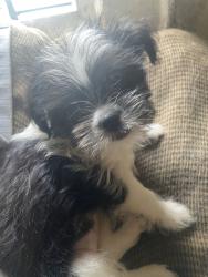 Lost Female Dog last seen Broadway , Newark, NJ 07104