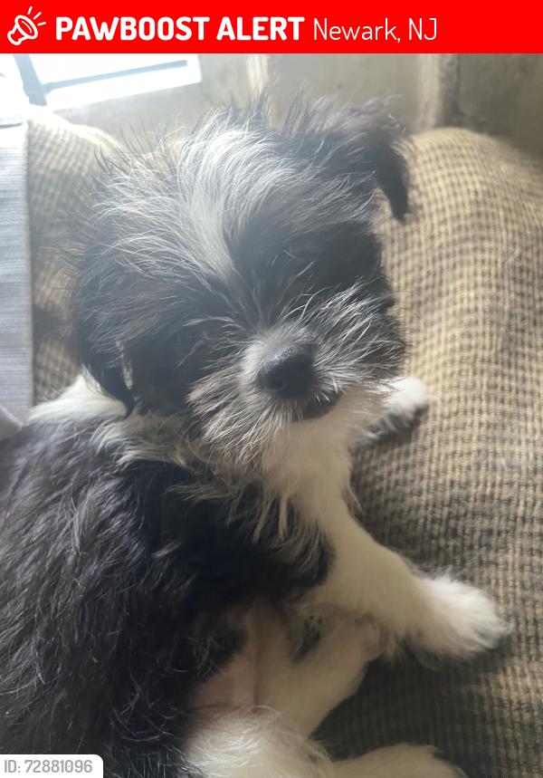 Lost Female Dog last seen Broadway , Newark, NJ 07104