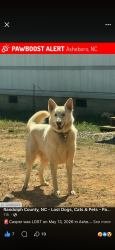Lost Male Dog last seen Meadowlands dr Asheboro , Asheboro, NC 27205