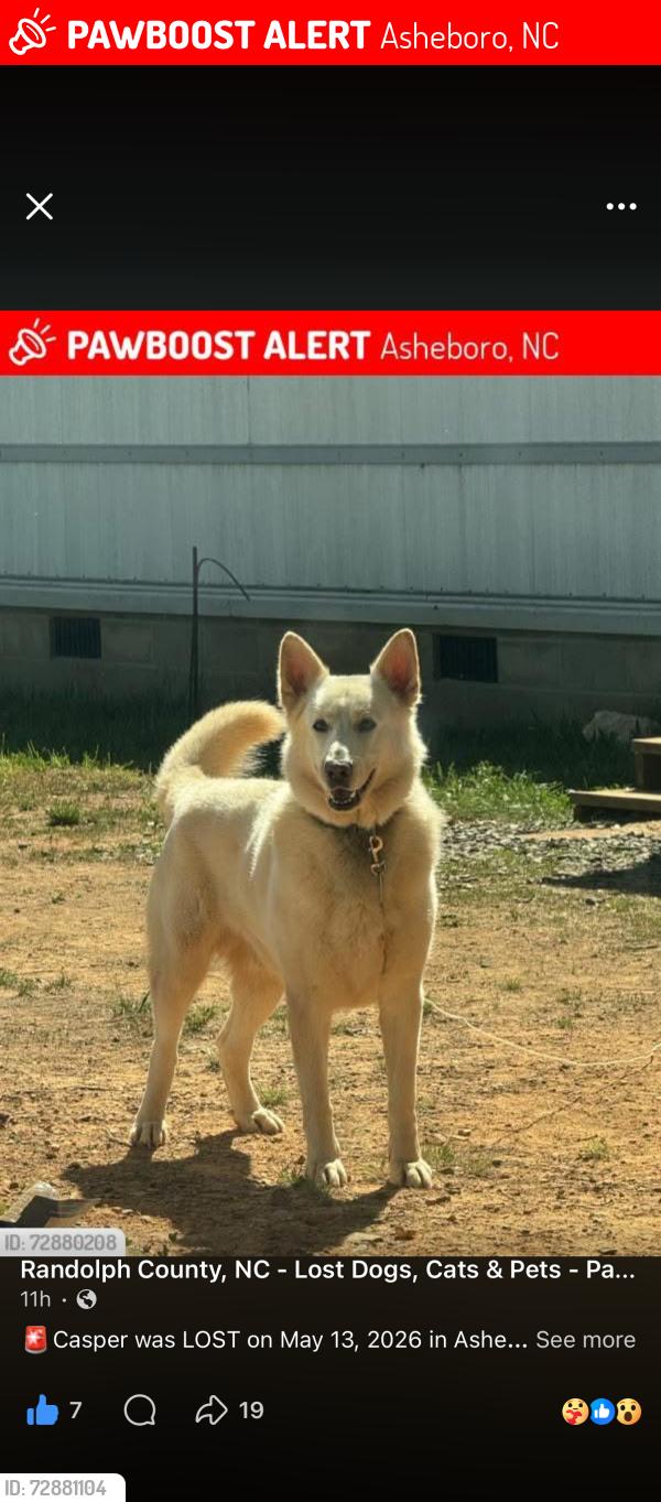 Lost Male Dog last seen Meadowlands dr Asheboro , Asheboro, NC 27205