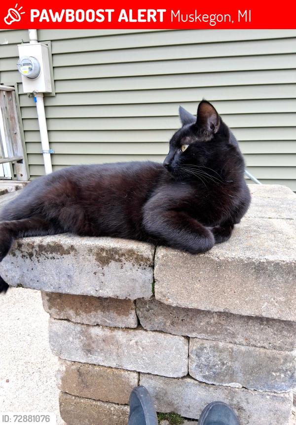 Lost Male Cat last seen River rd / weber rd, Muskegon, MI 49445