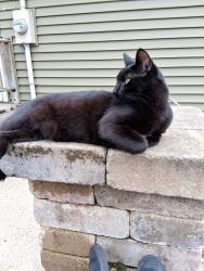 Lost Male Cat last seen River rd / weber rd, Muskegon, MI 49445