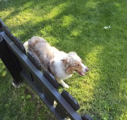 Found/Stray Unknown Dog last seen Pointer Place and Saksons Blvd, Fishers, IN 46038