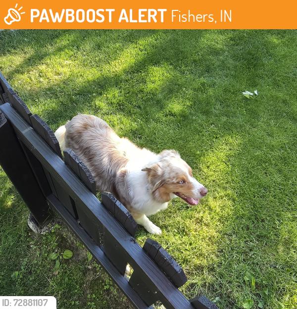 Found/Stray Unknown Dog last seen Pointer Place and Saksons Blvd, Fishers, IN 46038