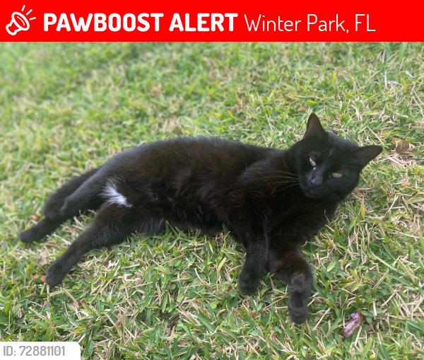 Lost Female Cat last seen Aldrich Ave & Lee Road, Winter Park, FL 32789