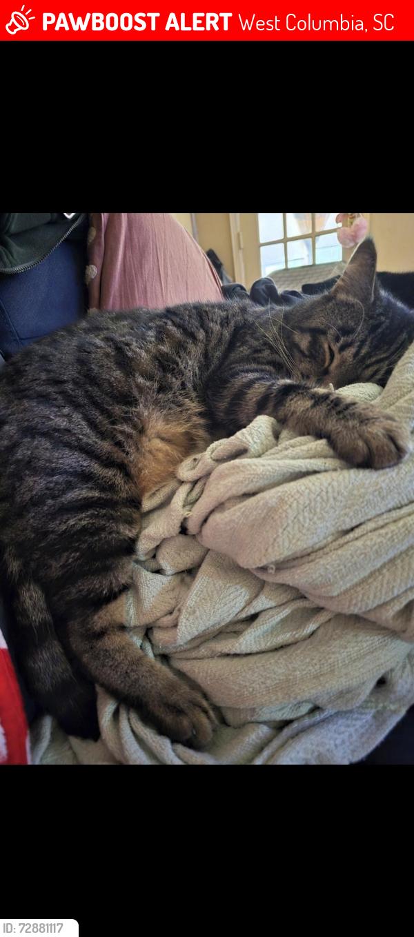 Lost Male Cat last seen Zesto , West Columbia, SC 29169