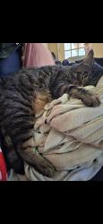 Lost Male Cat last seen Zesto , West Columbia, SC 29169