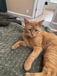 Lost Male Cat last seen Cielo Grande Dr NE & Kokopelli Dr, Rio Rancho, NM 87144