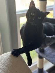 Lost Male Cat last seen Newport Blvd.  & Williamsburg Ct. S., League City, TX 77573