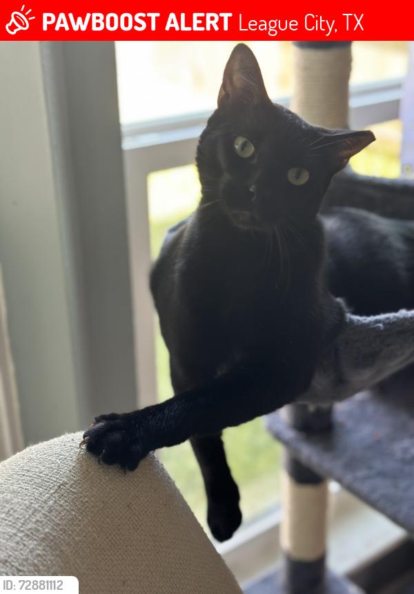 Lost Male Cat last seen Newport Blvd.  & Williamsburg Ct. S., League City, TX 77573