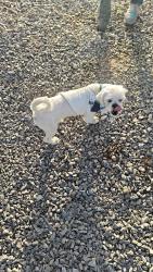 Found/Stray Unknown Dog last seen Near Dyer St, El Paso, TX 79934