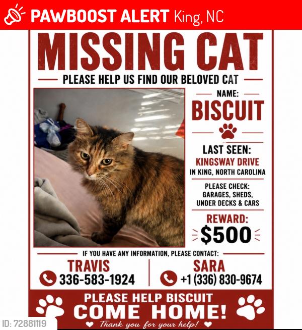 Lost Female Cat last seen Kingsway road or any surrounding road , King, NC 27021