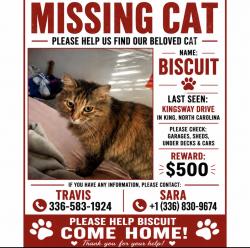 Lost Female Cat last seen Kingsway road or any surrounding road , King, NC 27021