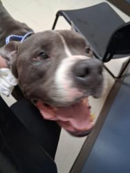 Found/Stray Male Dog last seen Near Sullivan Gardens Pkwy, Kingsport, TN 37660, Kingsport, TN 37660