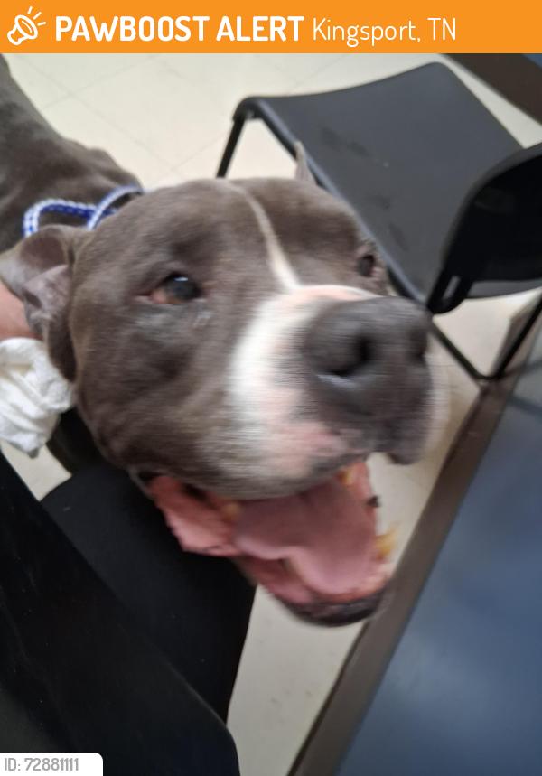 Found/Stray Male Dog last seen Near Sullivan Gardens Pkwy, Kingsport, TN 37660, Kingsport, TN 37660