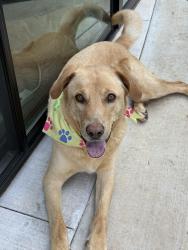 Found/Stray Male Dog last seen Douglas and Sorghum Mill Road, Edmond, OK 73034