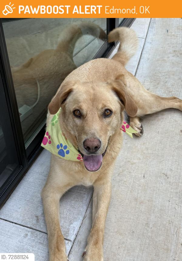 Found/Stray Male Dog last seen Douglas and Sorghum Mill Road, Edmond, OK 73034