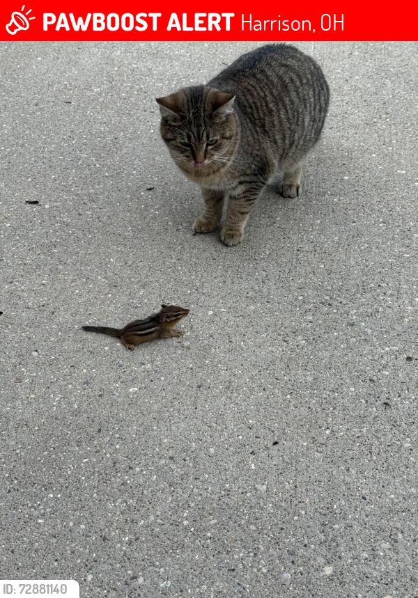 Lost Female Cat last seen Marvin Rd Harrison OH, Harrison, OH 45030