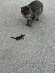 Lost Female Cat last seen Marvin Rd Harrison OH, Harrison, OH 45030