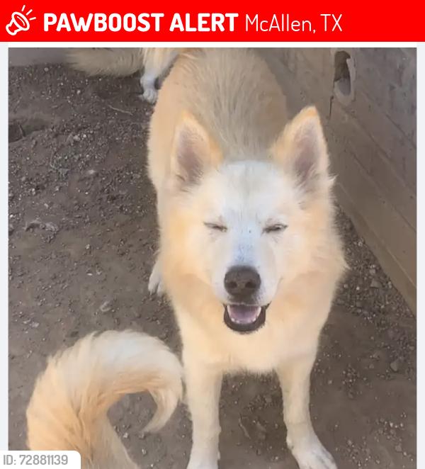 Lost Male Dog last seen Near and 29th street, McAllen, TX 78504