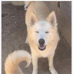 Lost Male Dog last seen Near and 29th street, McAllen, TX 78504