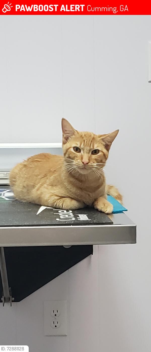 Lost Male Cat last seen Near Mountain Top Place, Cumming, GA 30041, Cumming, GA 30041