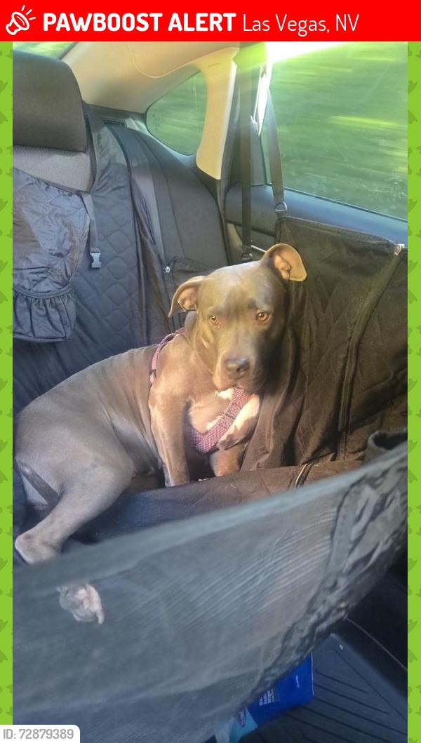 Lost Female Dog last seen Clark HS, Las Vegas, NV 89102