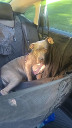 Lost Female Dog last seen Clark HS, Las Vegas, NV 89102