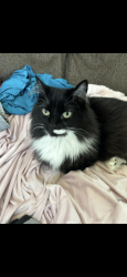 Lost Female Cat last seen Porter Rockwell , Bluffdale, UT 84065