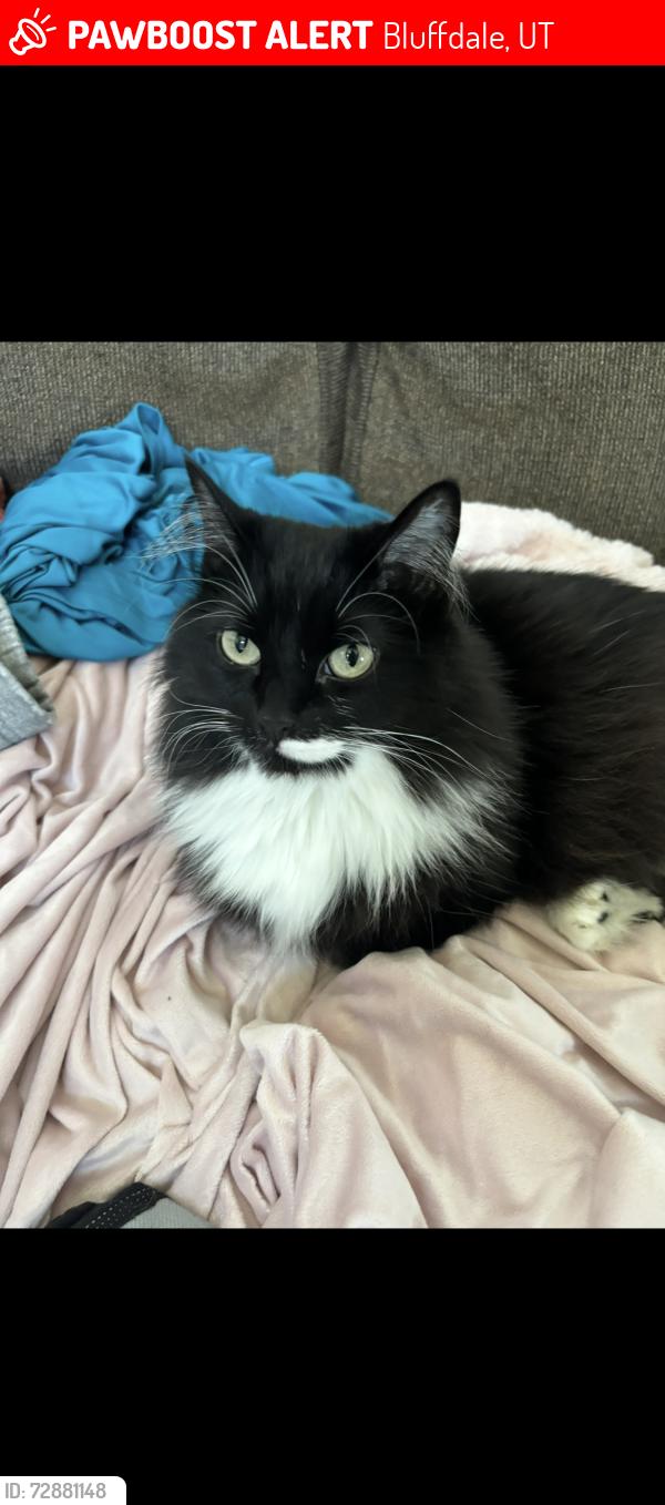 Lost Female Cat last seen Porter Rockwell , Bluffdale, UT 84065