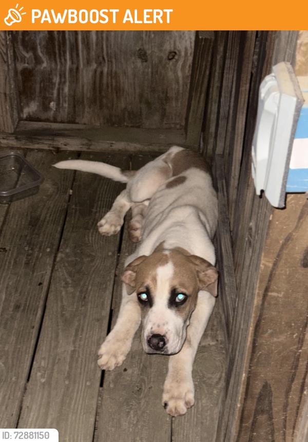 Found/Stray Male Dog last seen Pleasant Grove Rd., Moody Bridge Rd, SC 29635